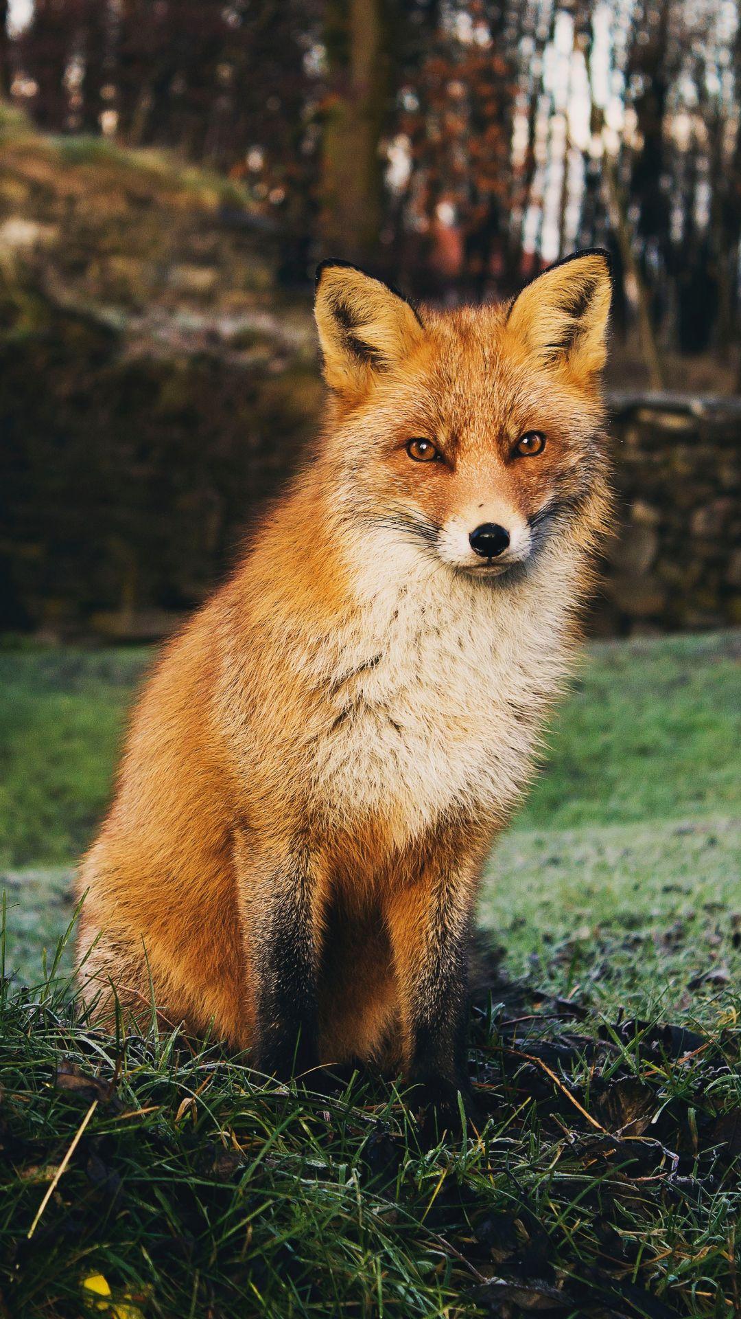 1080x1920 Fox iPhone Wallpaper