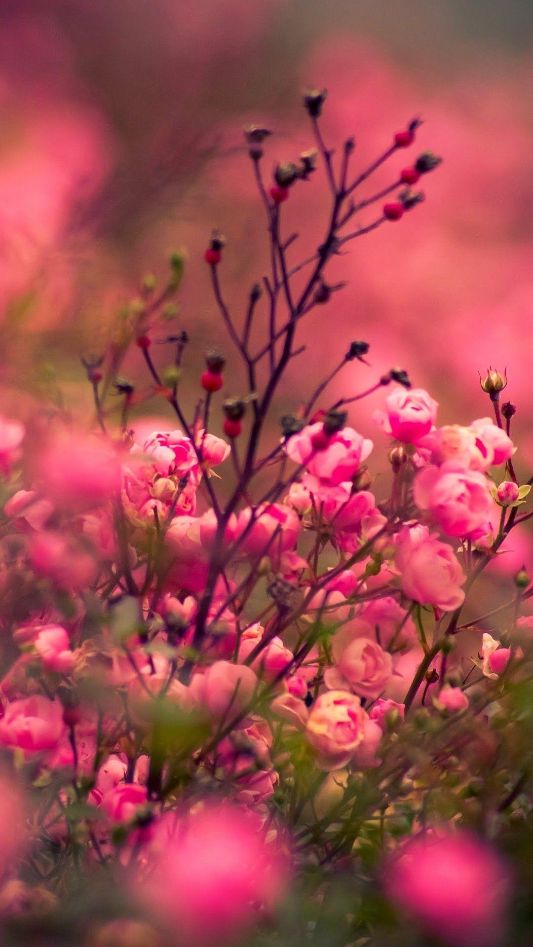 Flower Android Wallpapers - Top Free Flower Android Backgrounds ...