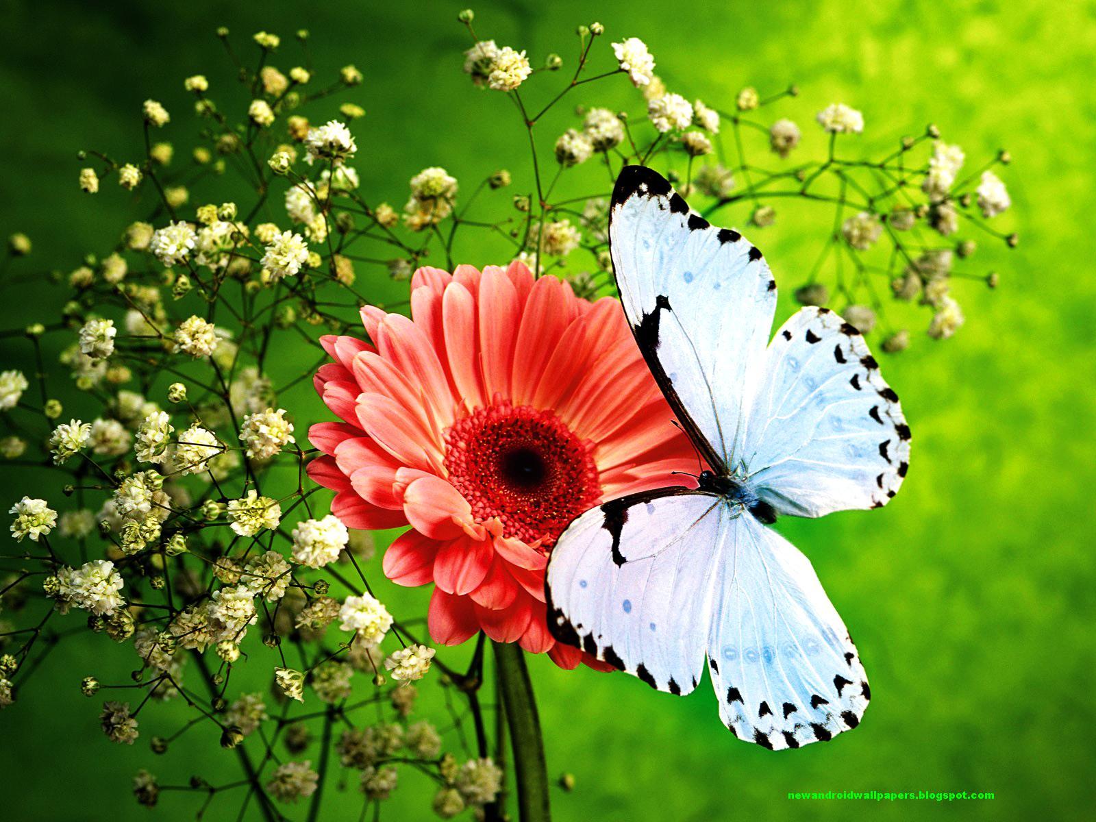 1600x1200 Amazing Flower: Flower Wallpaper For Android