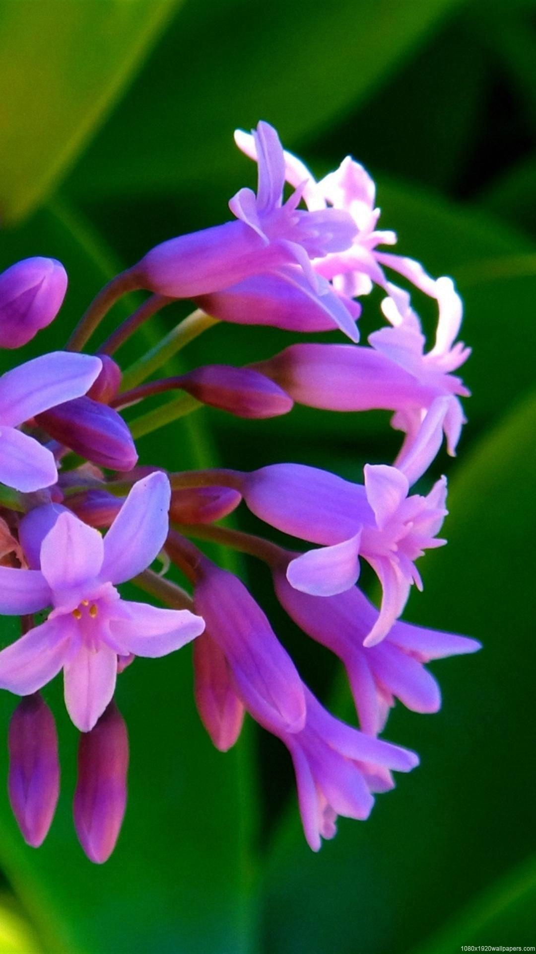 Flower Android Wallpapers - Top Free Flower Android Backgrounds ...