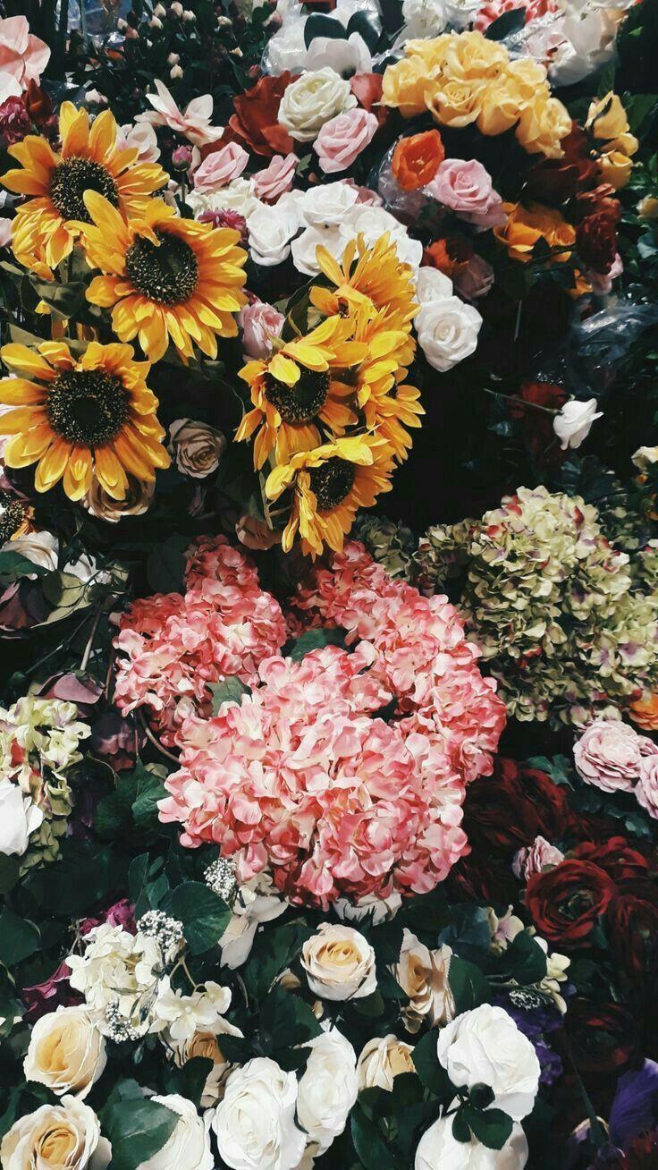 736x1308 Wallpaper for iPhone and Android. Flower! Click the link below