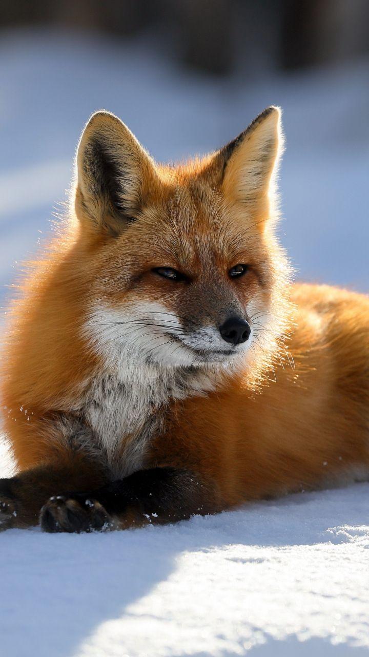 Red Fox iPhone Wallpapers Top Free Red Fox iPhone Backgrounds