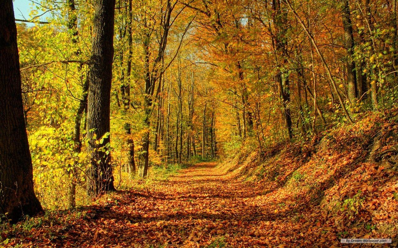 1280x800 Free Wallpaper Nature wallpaper Landscape 2 wallpaper