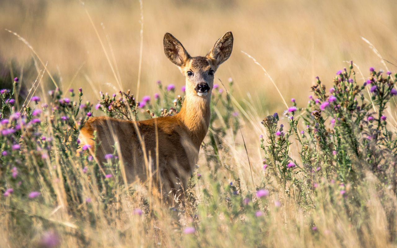 1280x800 Download wallpaper 1280x800 roe deer, young, wildlife, looks