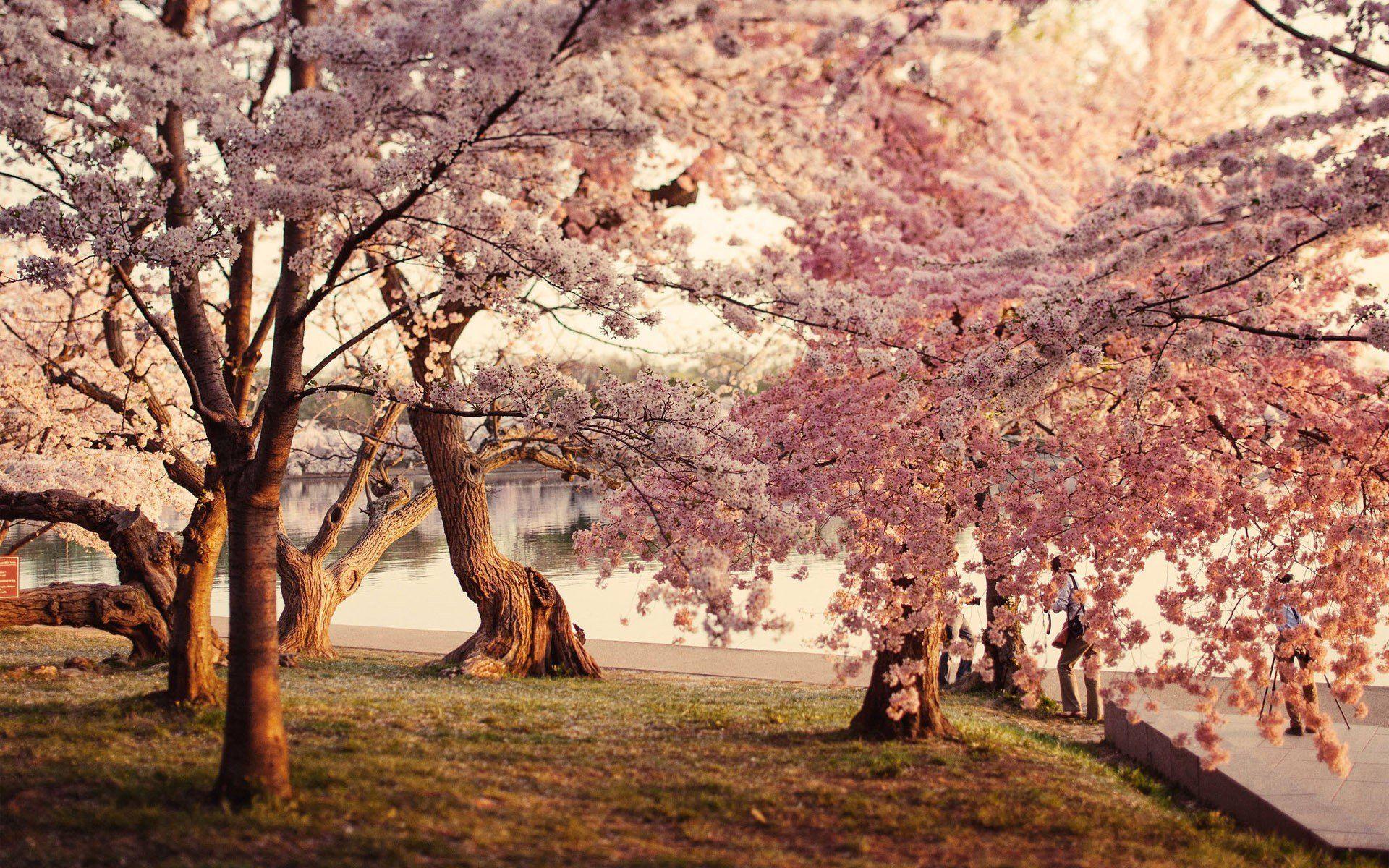 1920x1200 Cherry Blossoms Cityscapes Sunset Washington DC
