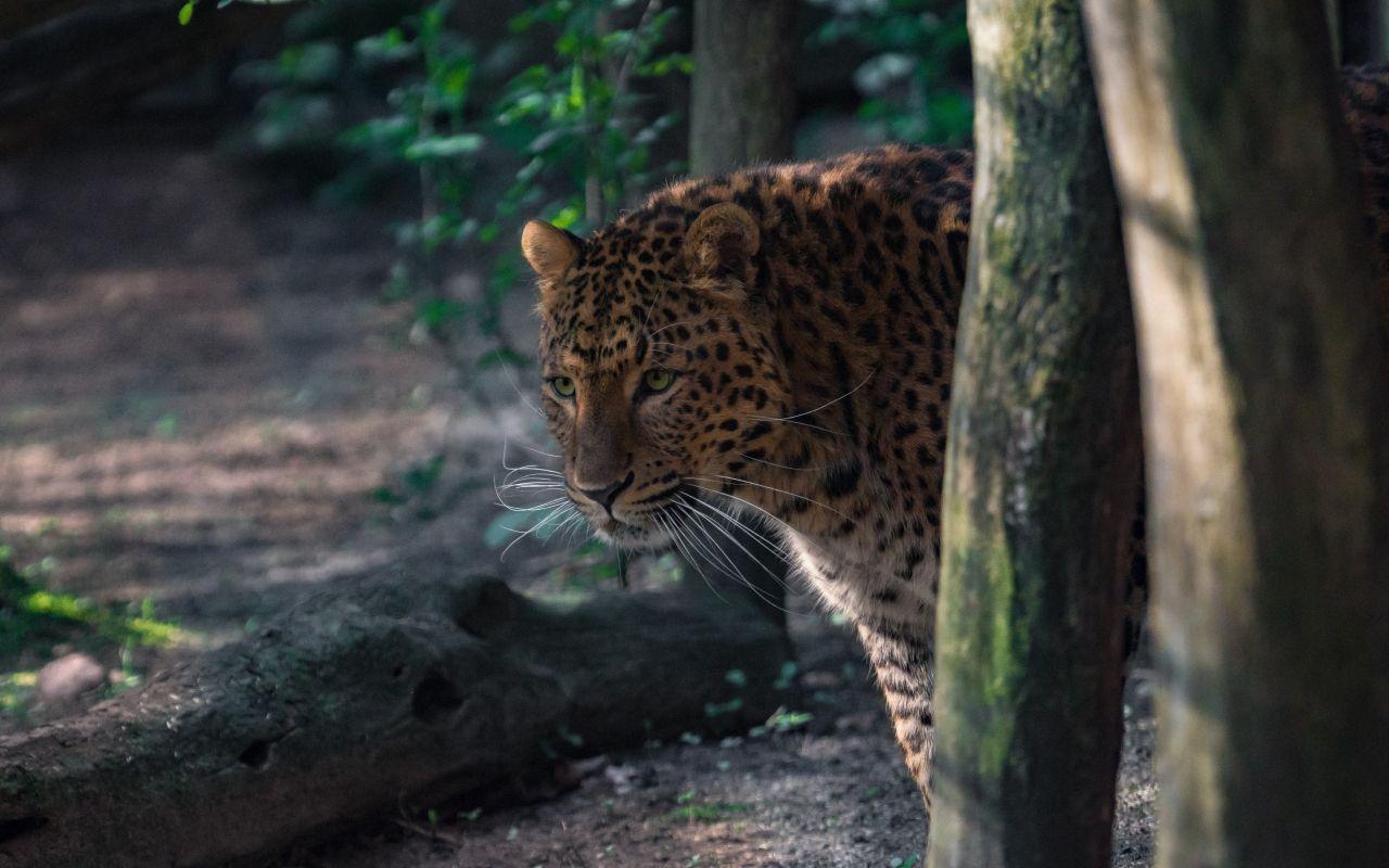 1280x800 Download 1280x800 wallpaper wildlife, spots, leopard, animal, full