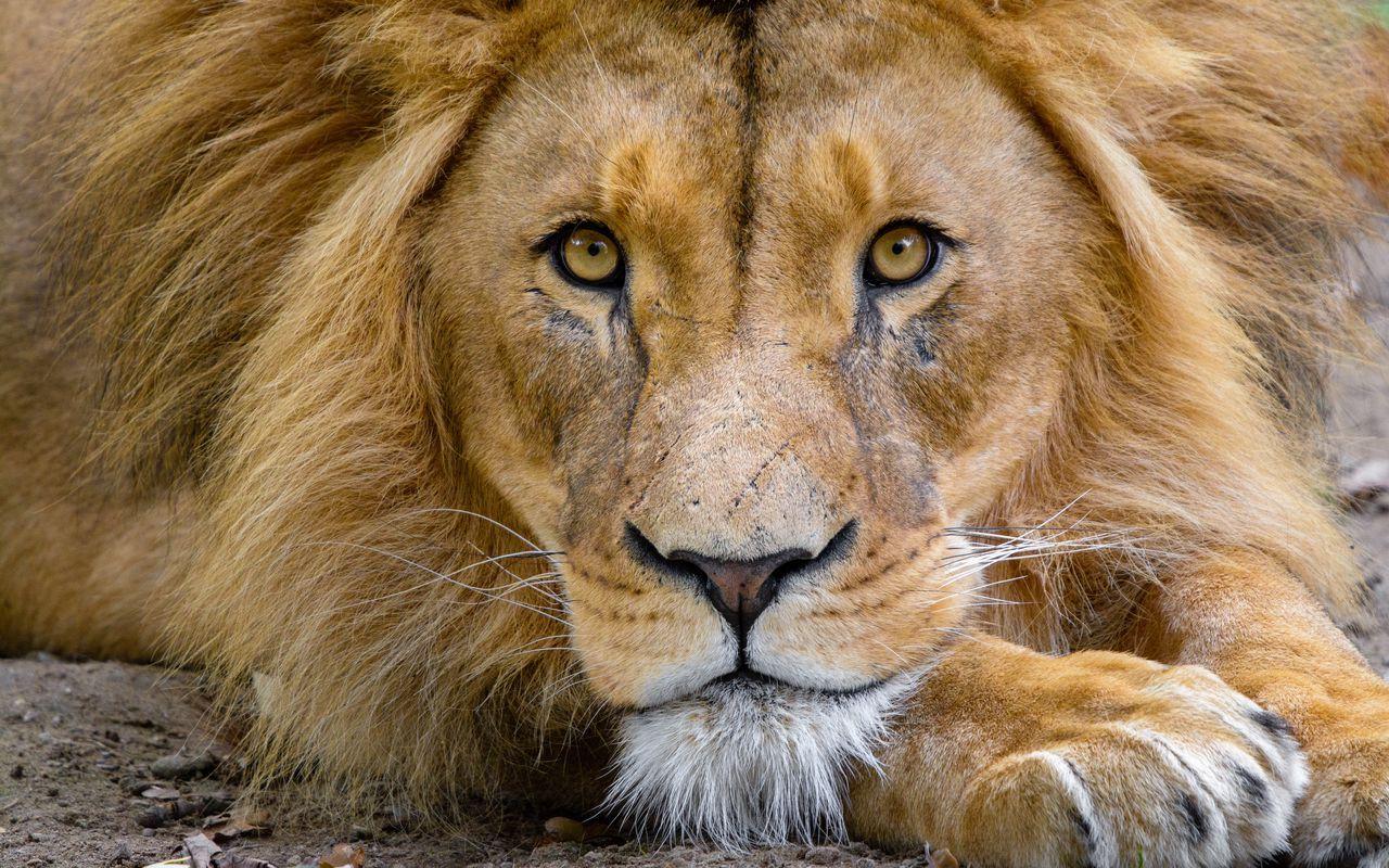 1280x800 Download wallpaper 1280x800 lion, muzzle, glance, king of beasts