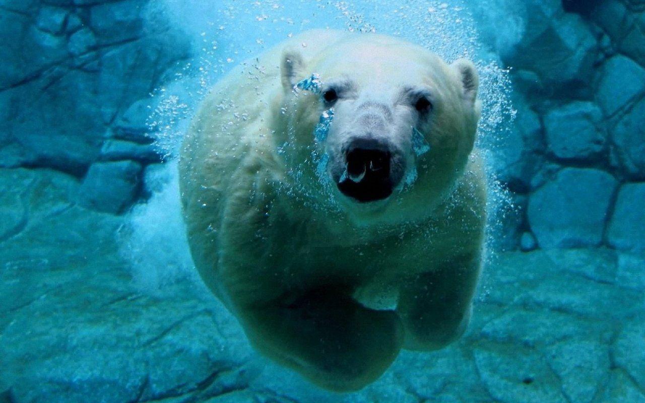 1280x800 funny bear picture. Funny Polar Bear 1280x800 Wallpaper, Polar