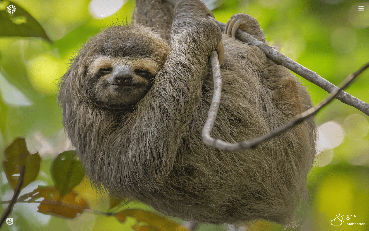 1280x800 Sloth HD Wallpaper New Tab