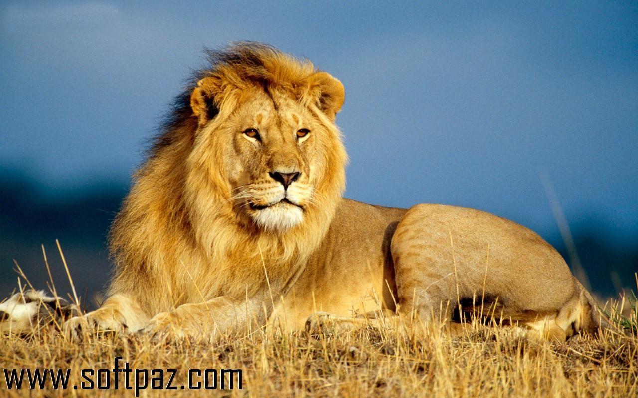 1280x800 Download Lions Free Screensaver setup at breakneck speeds