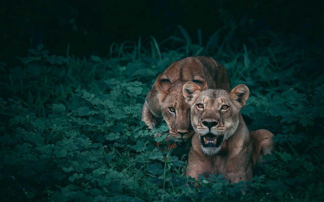 1280x800 Lions Wildlife 5K HD Wallpaper (1280x800)