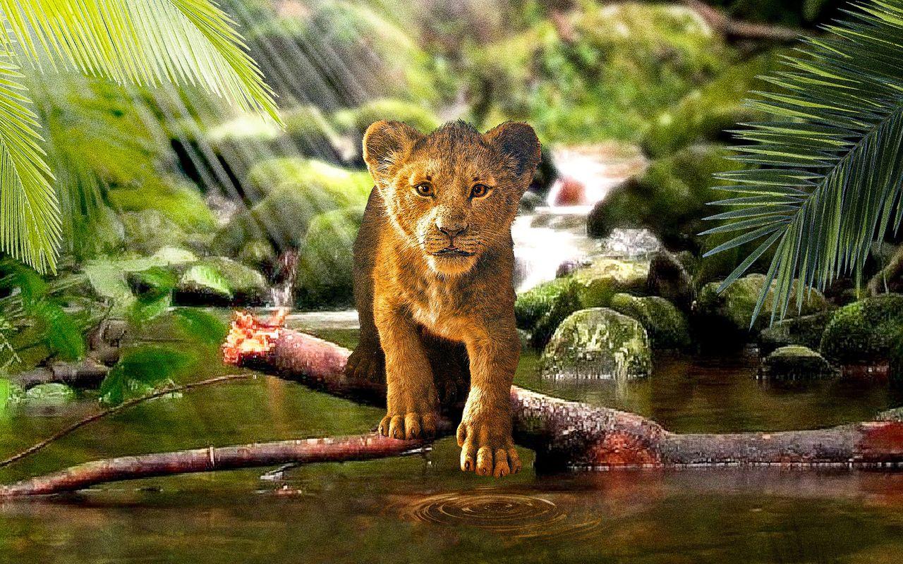 1280x800 The Lion King Simba 2019 720P HD 4k Wallpaper, Image, Background, Photo and Picture