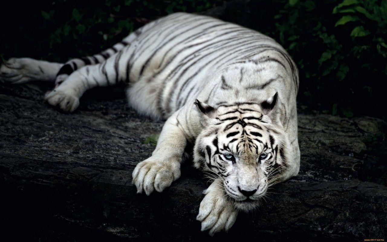 1280x800 White Tiger Animal Wallpaper