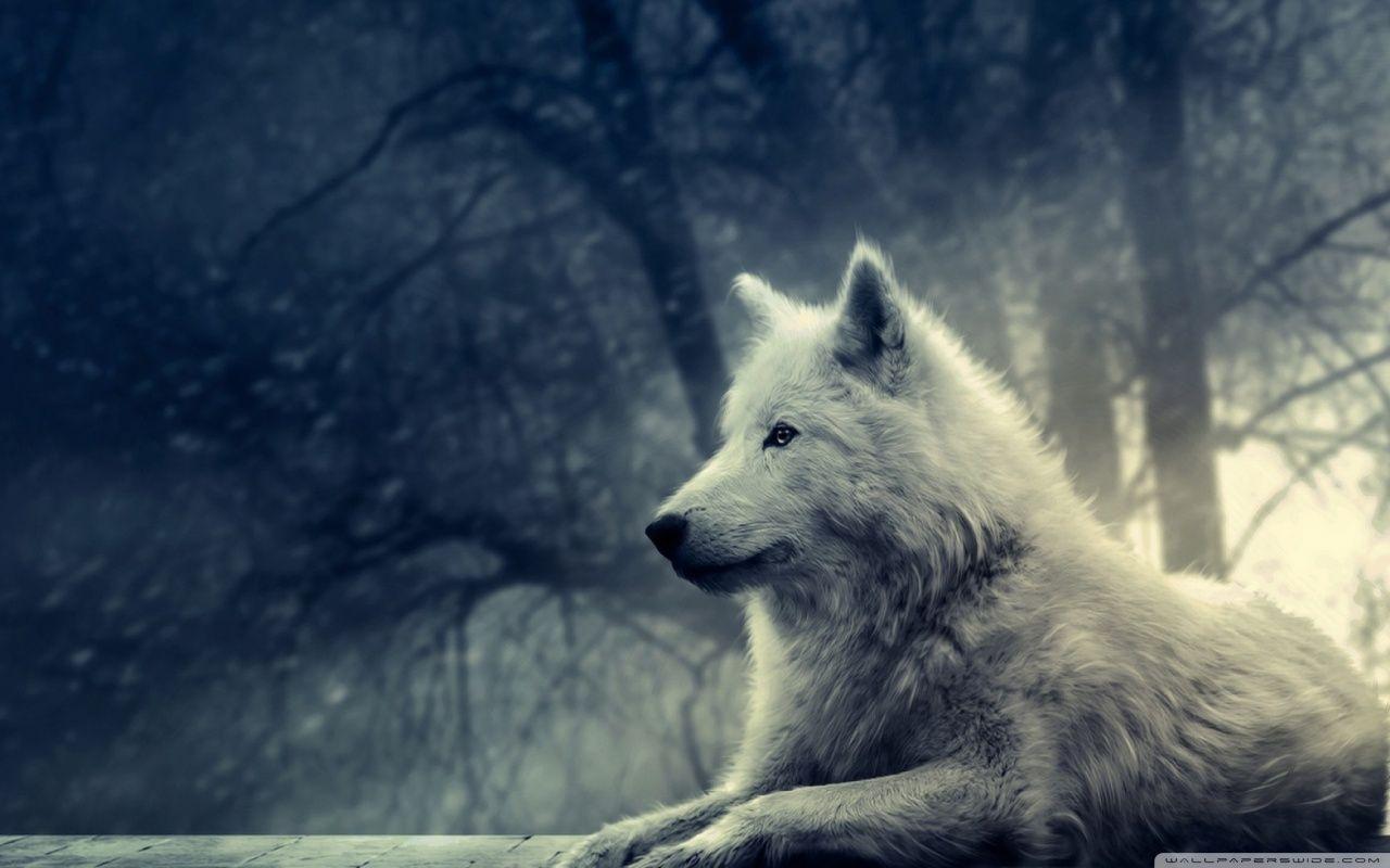 1280x800 Wolves wallpaperx800