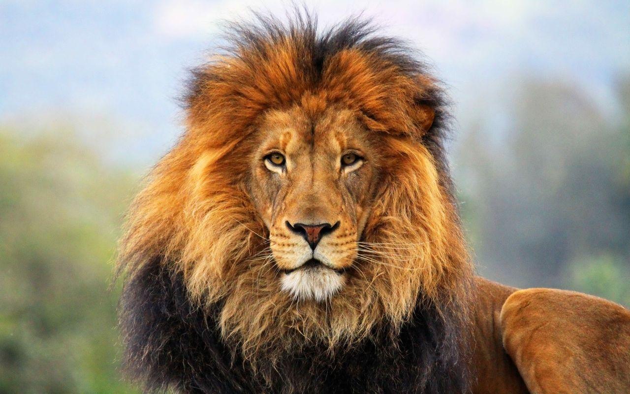 1280x800 lion, mane, eyes 1280x800 Resolution Wallpaper, HD