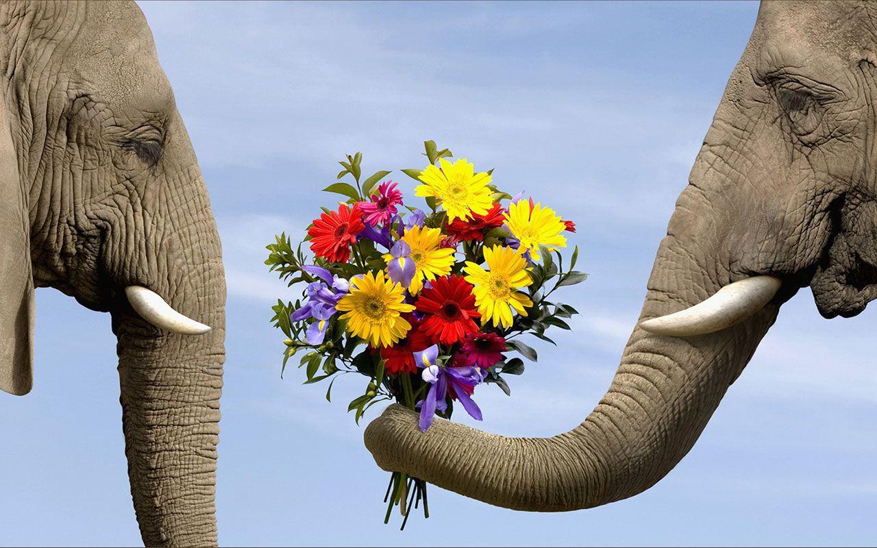 1280x800 HDQ Beautiful Cute Wildlife Image & Wallpaper (Gallery Image: 41)
