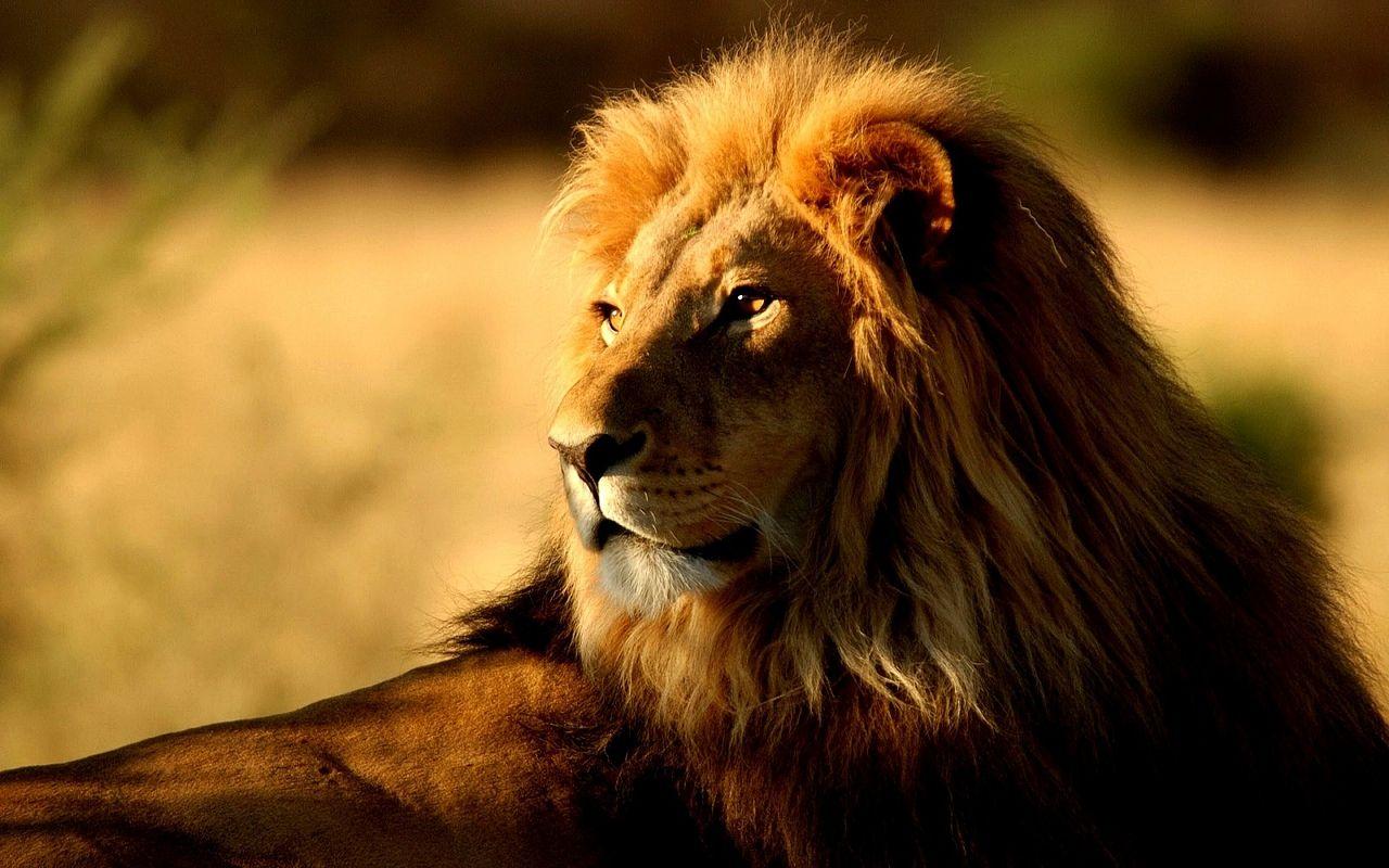 1280x800 Nature wallpaper, lions, Saddlebrown. Wallpaper free HD