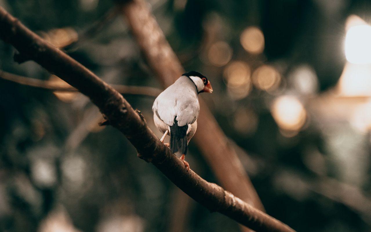 1280x800 Download wallpaper 1280x800 bird, exotic, branch, tree, wildlife