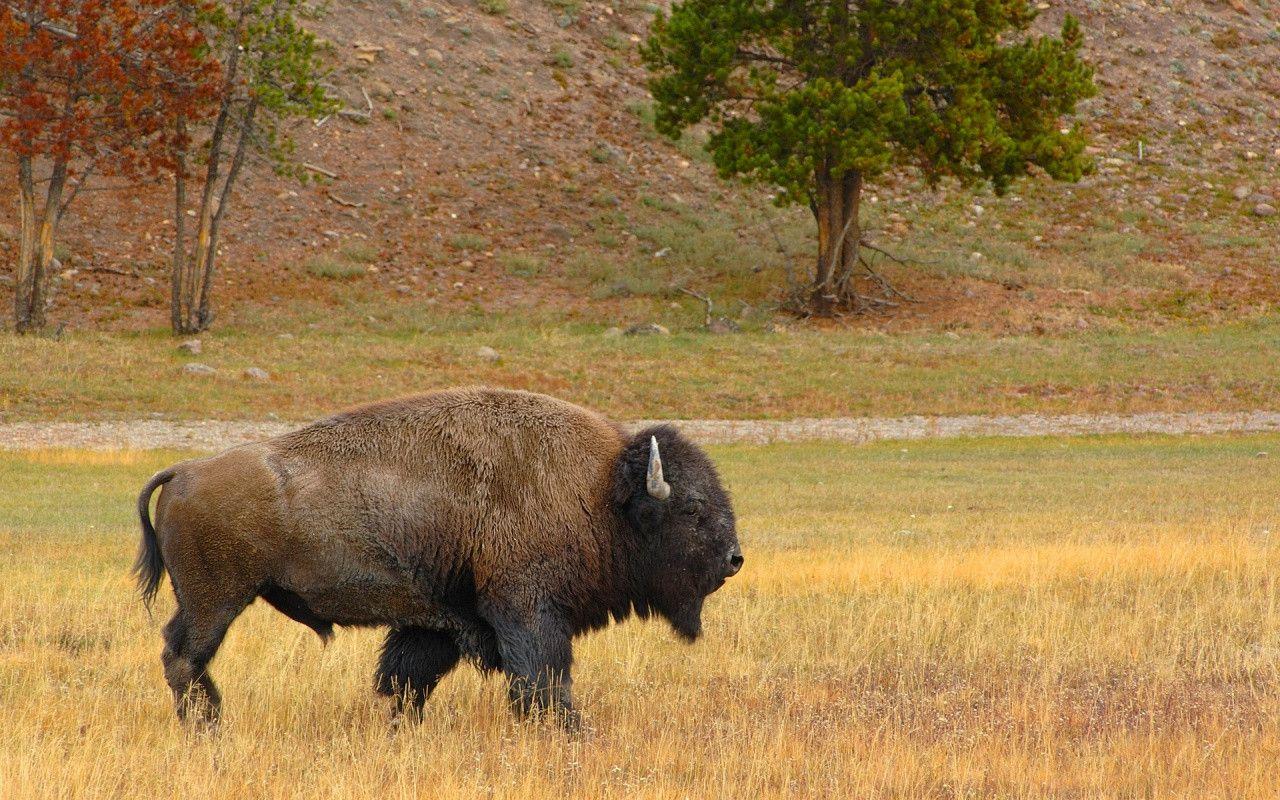 1280x800 Bison Wallpaper