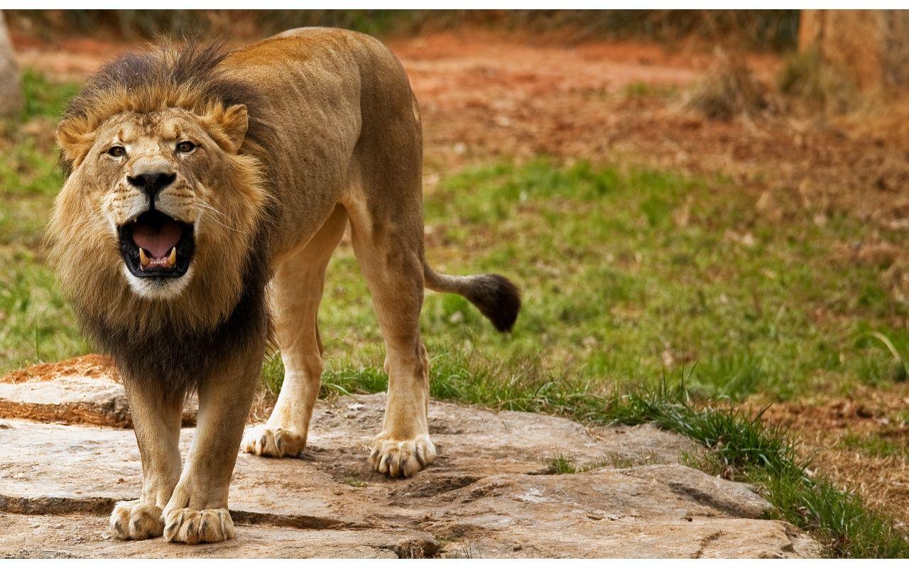1280x800 Angry Lion Wallpaper