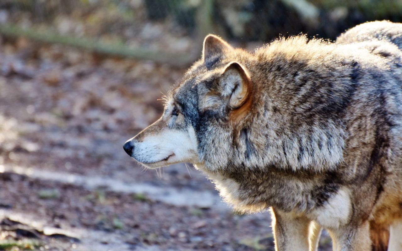 1280x800 Download 1280x800 wallpaper wolf, muzzle, furry animal, predator