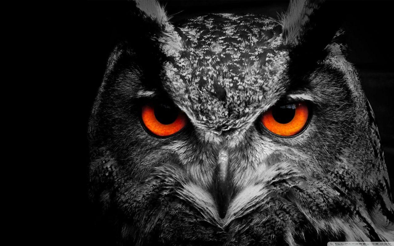 1280x800 Owl Eye Ultra HD Desktop Background Wallpaper for 4K UHD TV