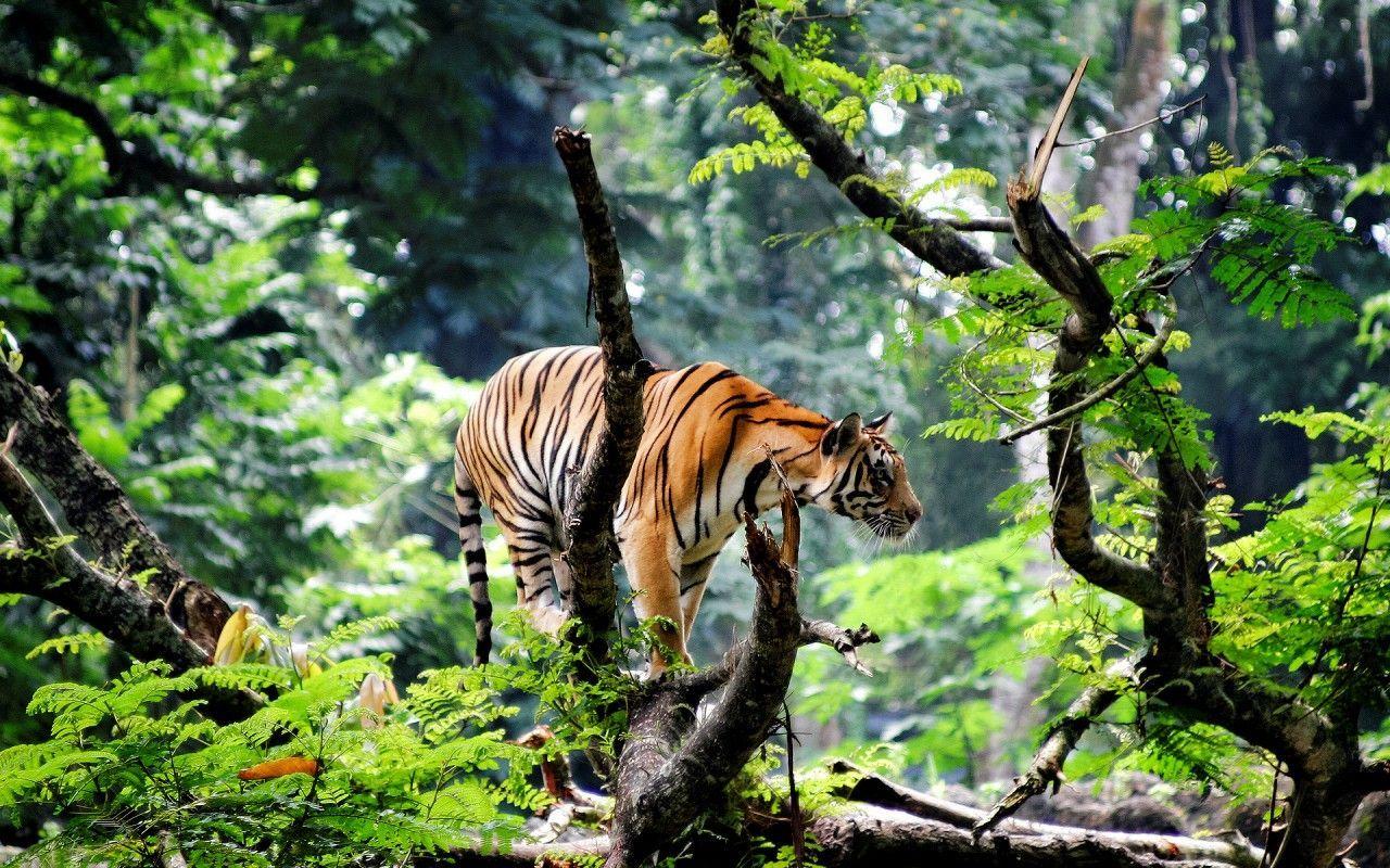 1280x800 Tiger Photo Wallpaper Group 1280×800 Tigers Wallpaper 1280x800