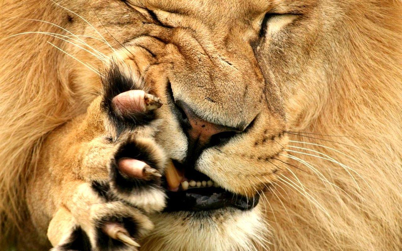 1280x800 Nature wallpaper, lions, Navajowhite, Antiquewhite