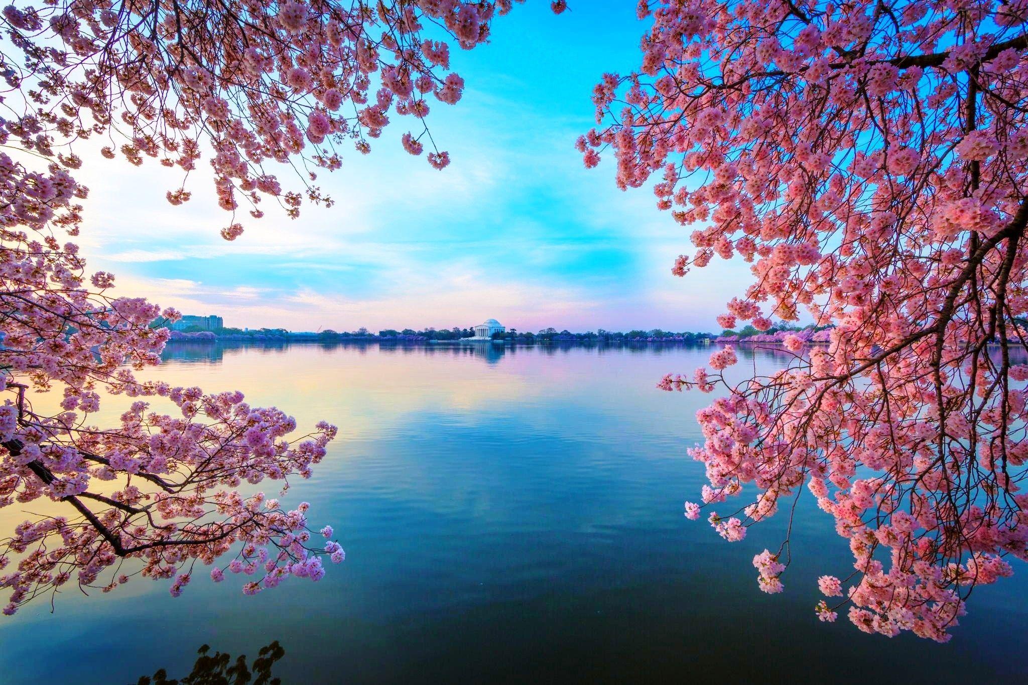 Water Cherry Blossom Wallpapers Top Free Water Cherry Blossom