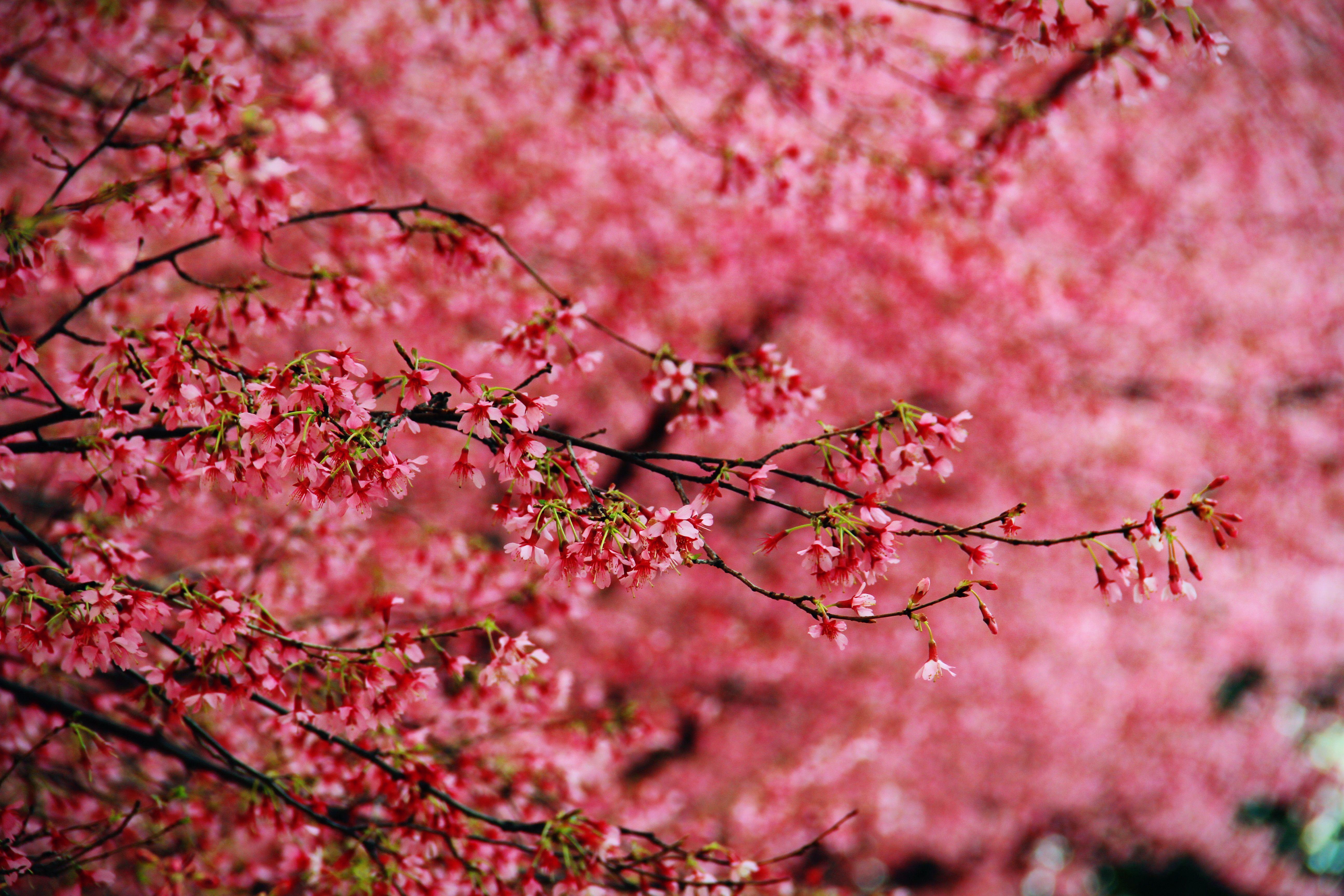 5184x3456 Cherry Blossom, Washington, DC. Ming's Photo Blog!