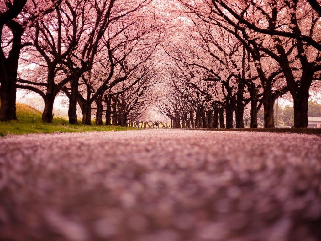 Cherry Blossom 5K Wallpapers Top Free Cherry Blossom 5K Backgrounds