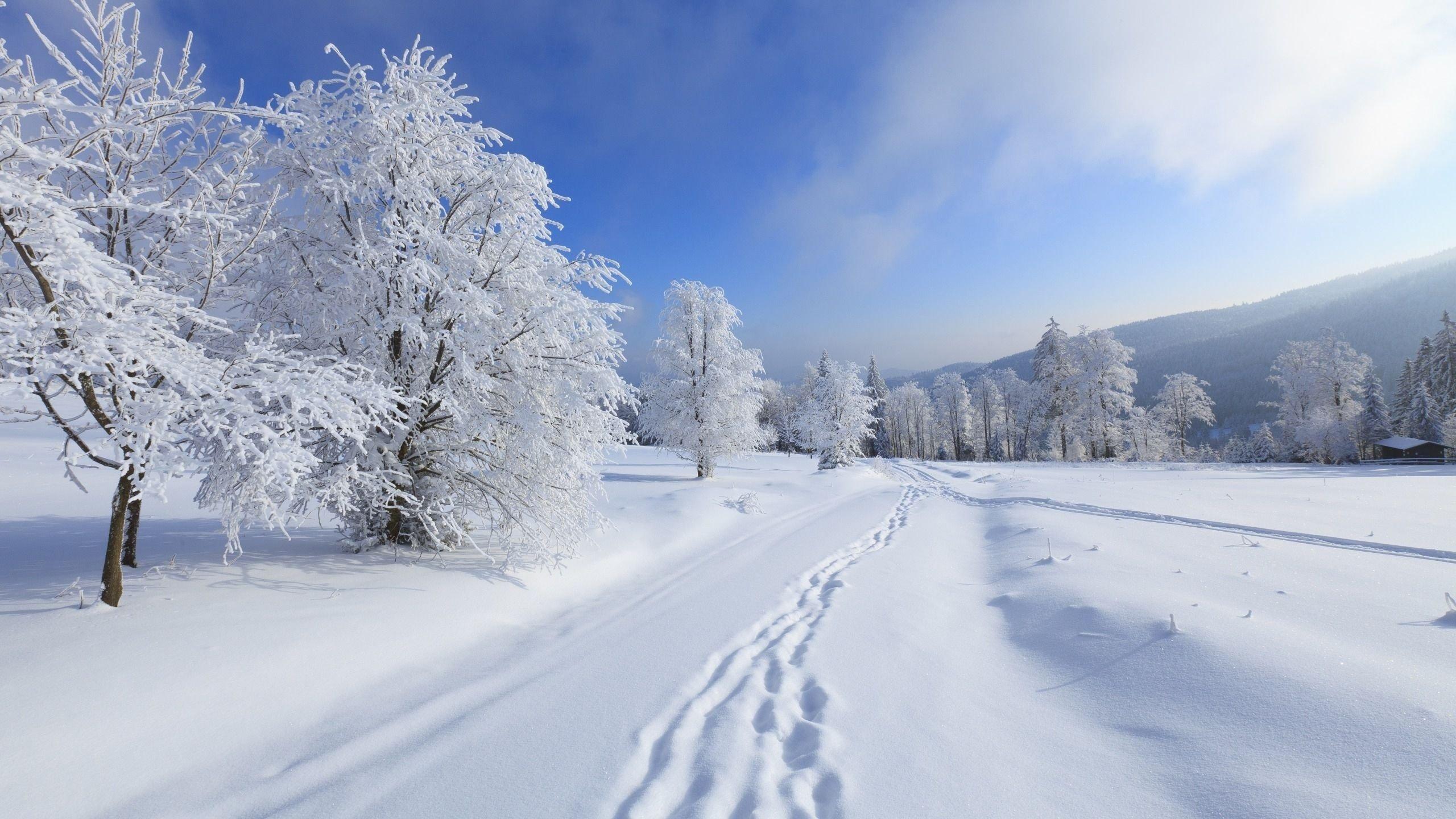 2560x1440 Winter Wallpaper Image Free