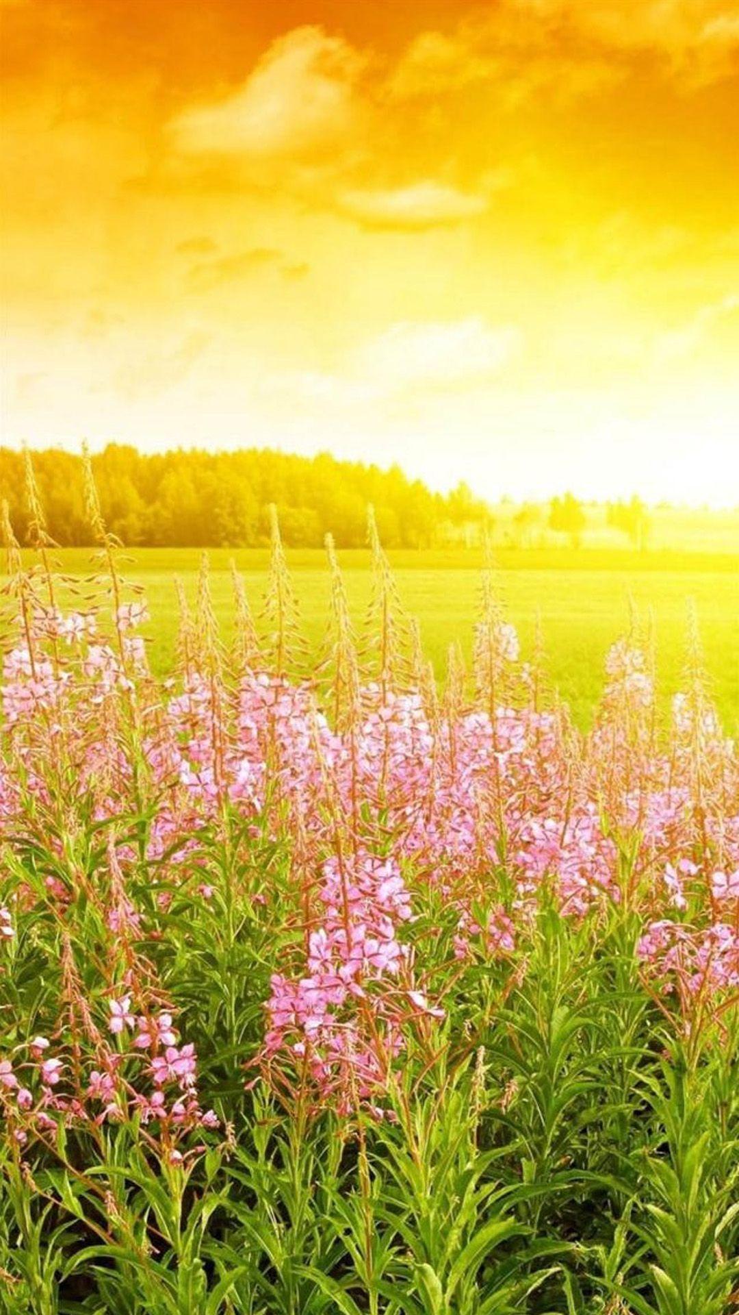 Sunny Spring Wallpapers - Top Free Sunny Spring Backgrounds