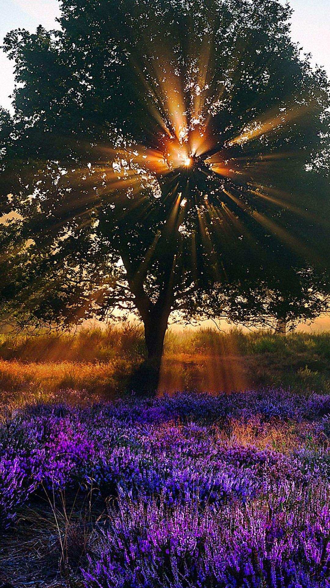 1080x1920 Nature Morning Sunshine iPhone 6 Wallpaper HD