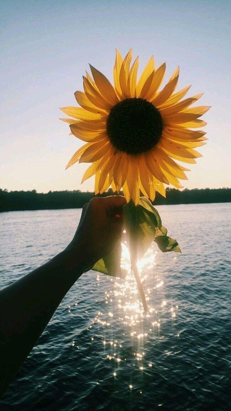 736x1309 Pin By Sunshine Twister On I Love Sunflowers In 2019