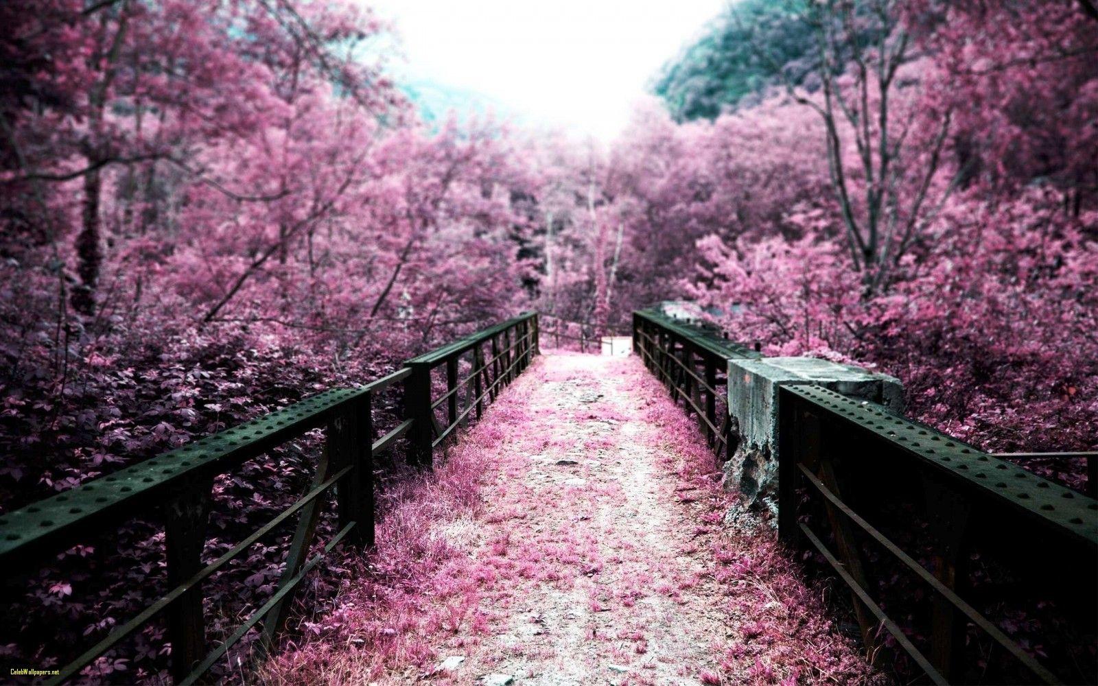1600x1000 Cherry Blossom Wallpaper Fresh Nature Cherry Blossom Wallpaper HD