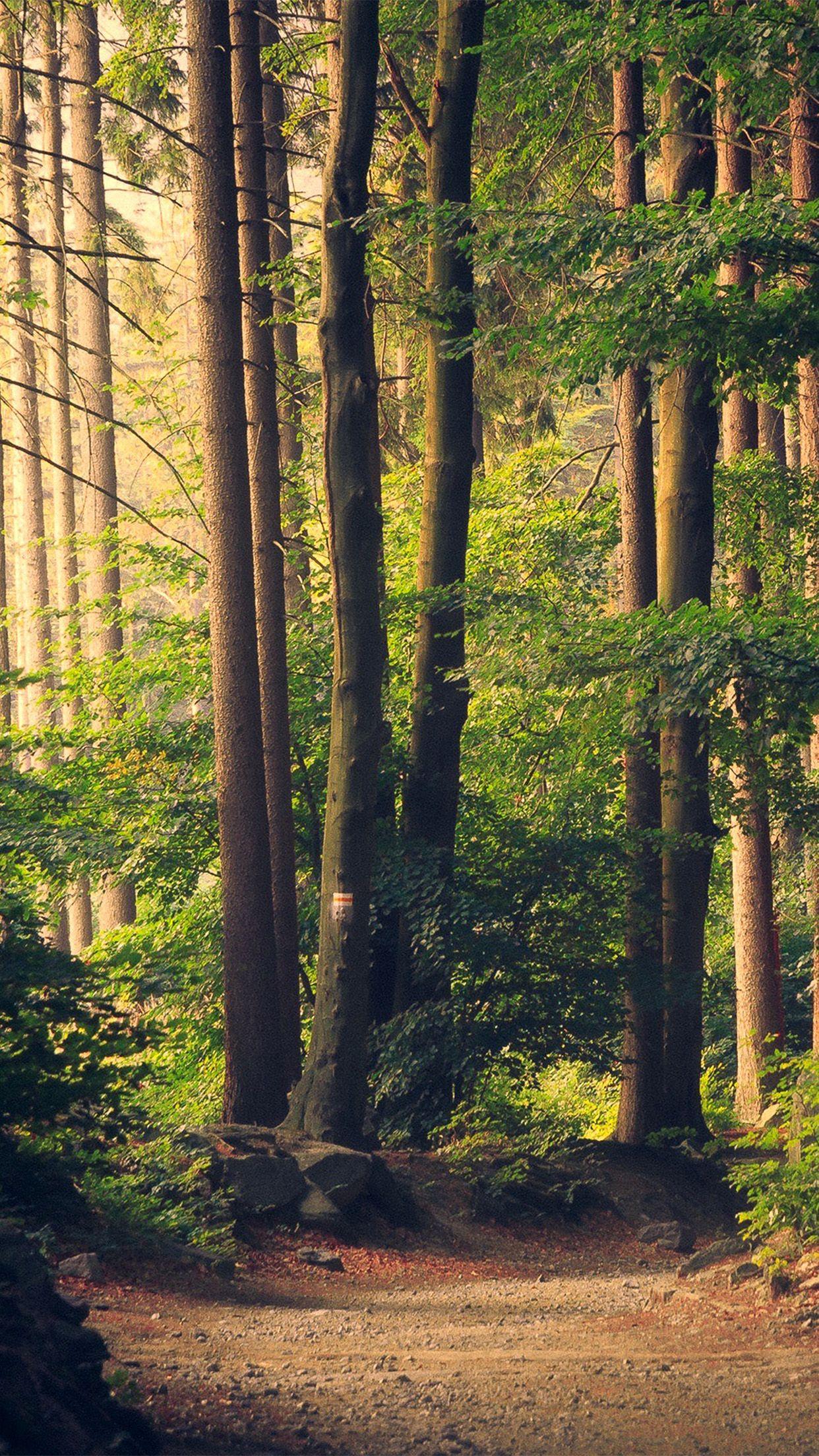 1242x2208 Nature Wood Forest Sunshine Mountain Wallpaper