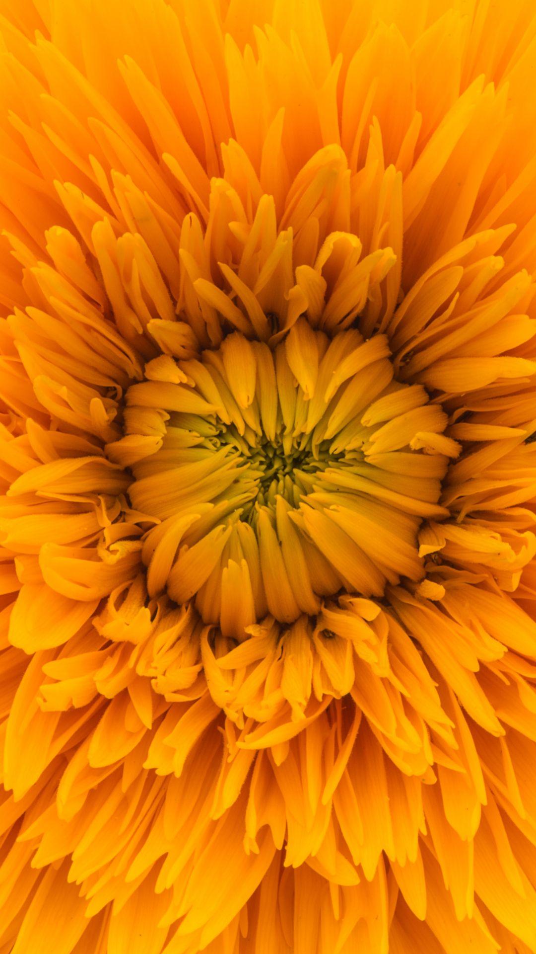 1080x1920 Sunshine Flower iPhone Wallpaper