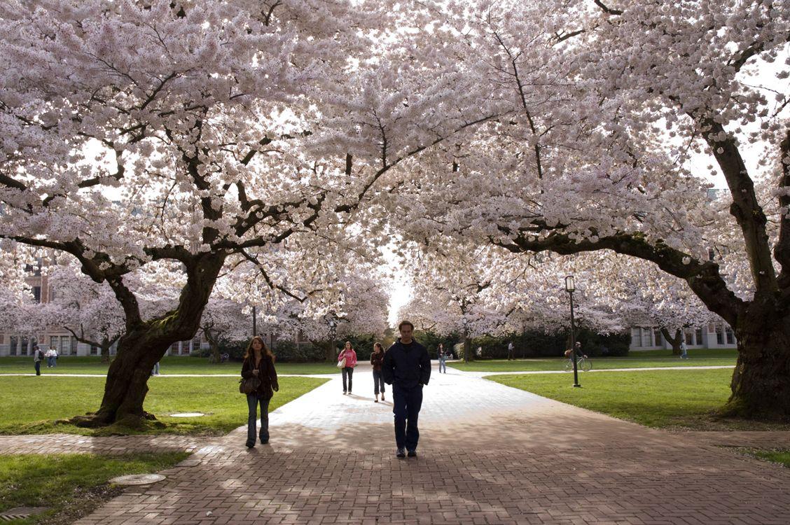1128x750 Cherry blossom watch 2012: Any bloomin' day now