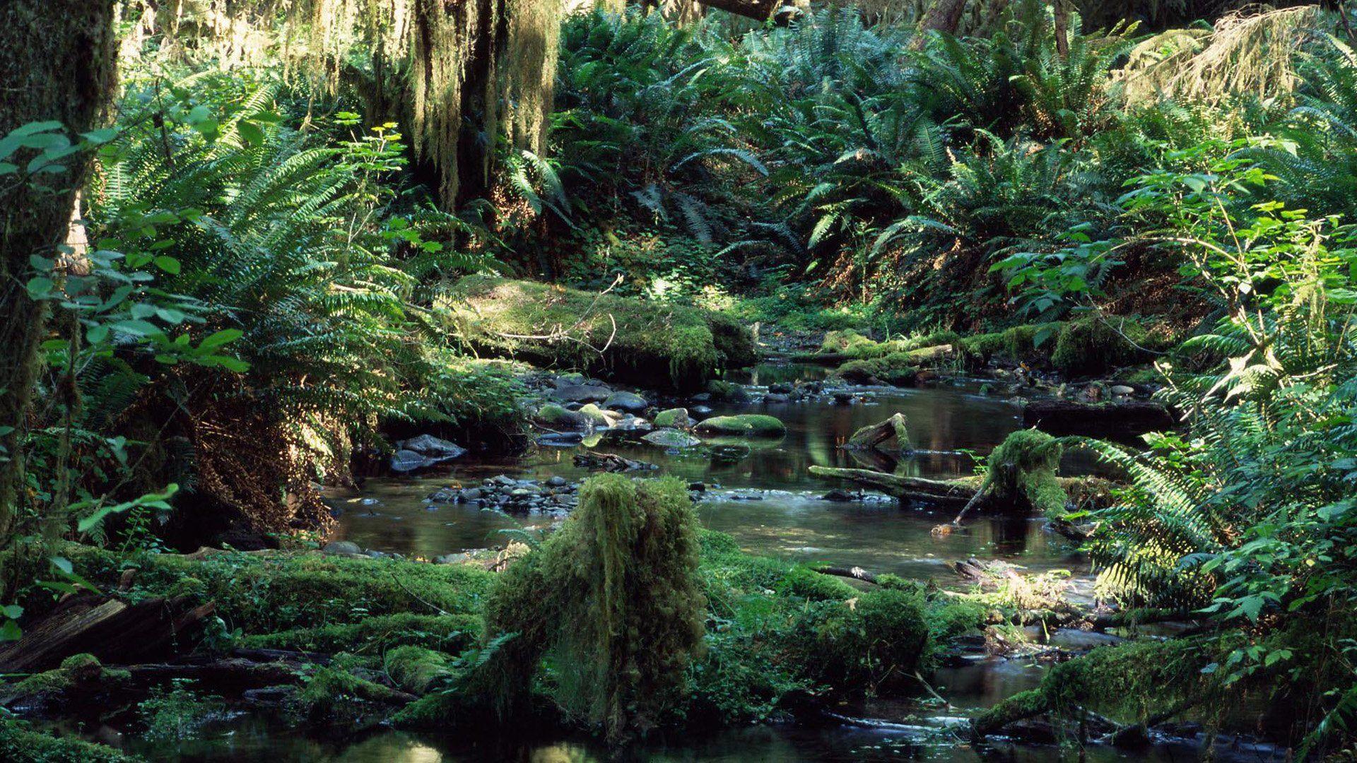 1920x1080 Tropical Rainforest HD Wallpaper and Background Image
