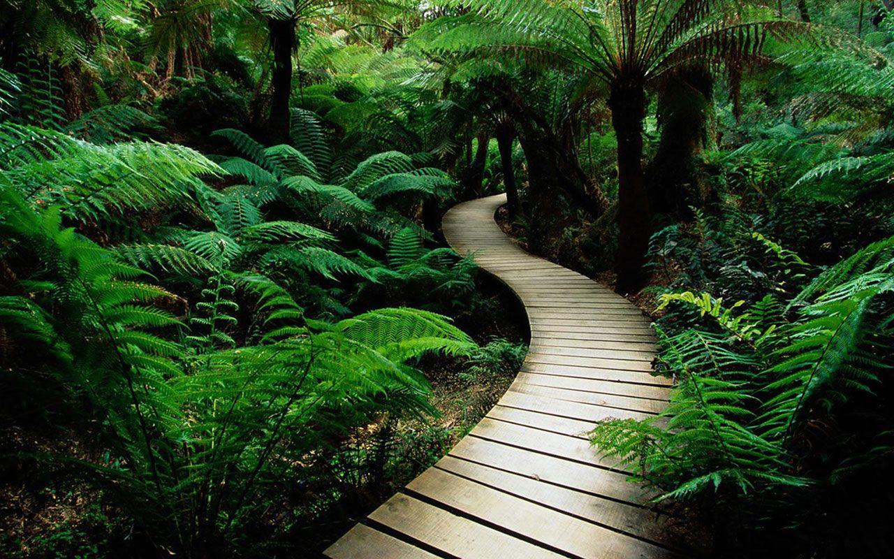 Tropical Rainforest Wallpapers - Top Free Tropical Rainforest ...