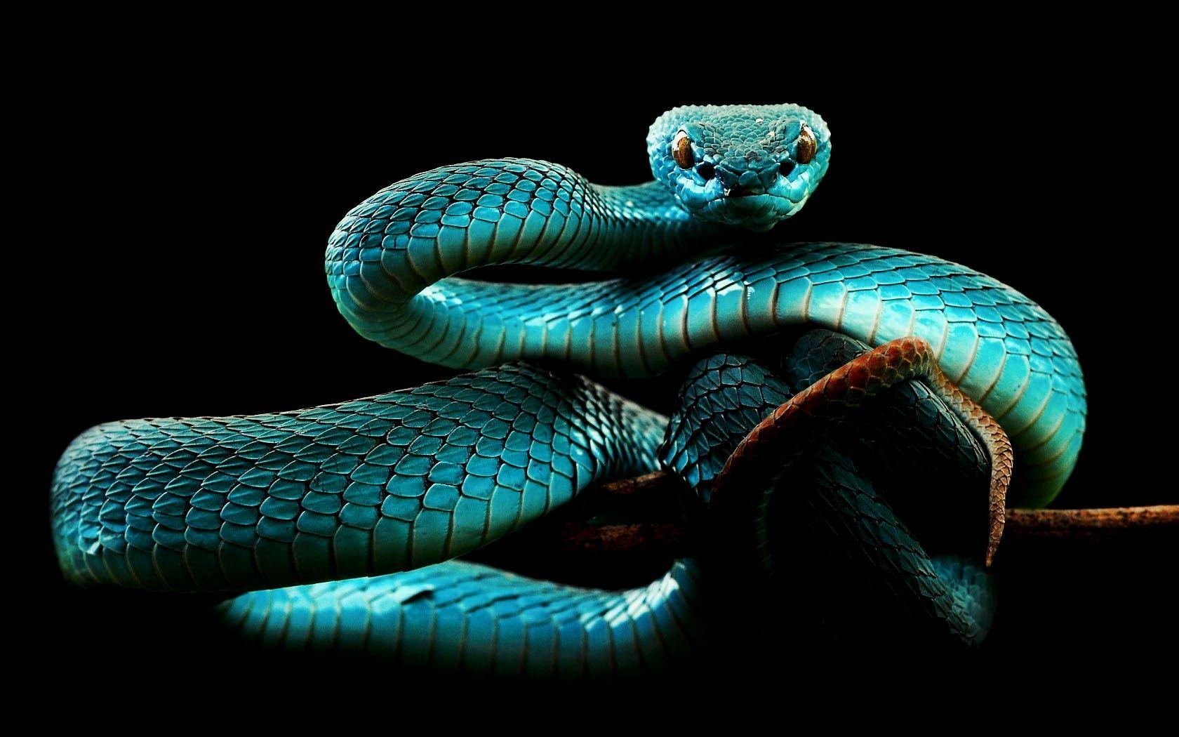 Blue Snake Wallpapers Top Free Blue Snake Backgrounds Wallpaperaccess