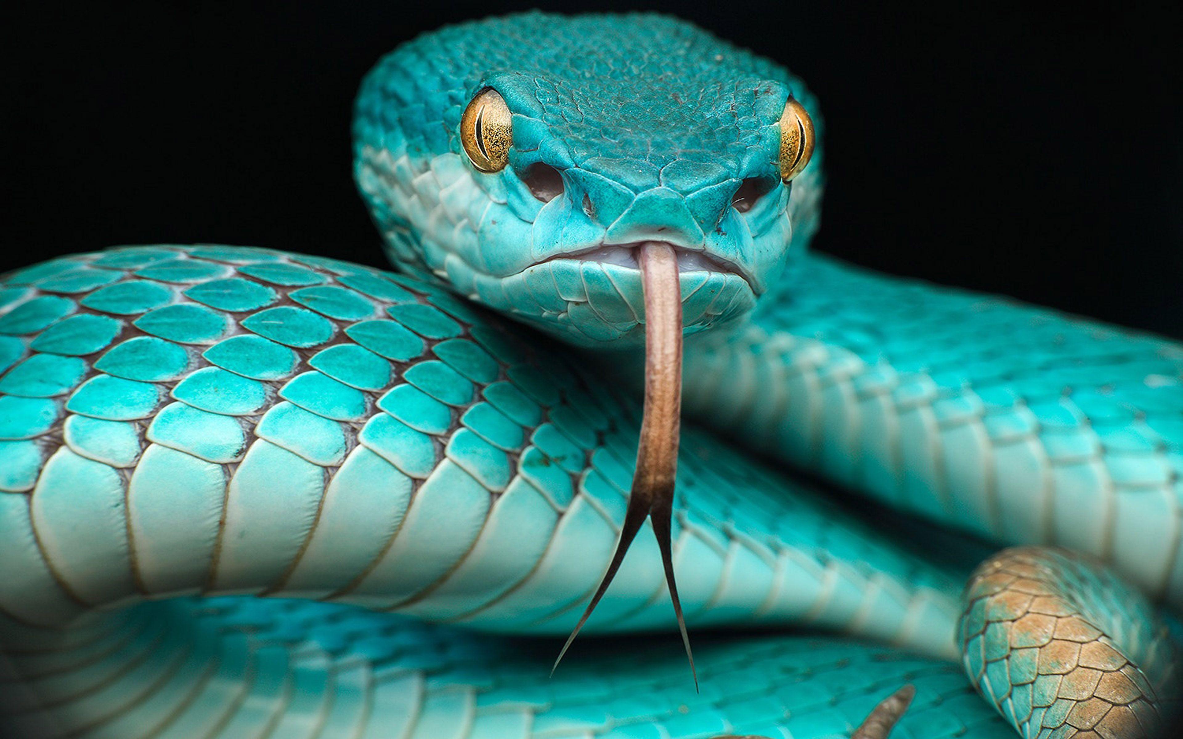 Blue Snake Wallpapers - Top Free Blue Snake Backgrounds - WallpaperAccess