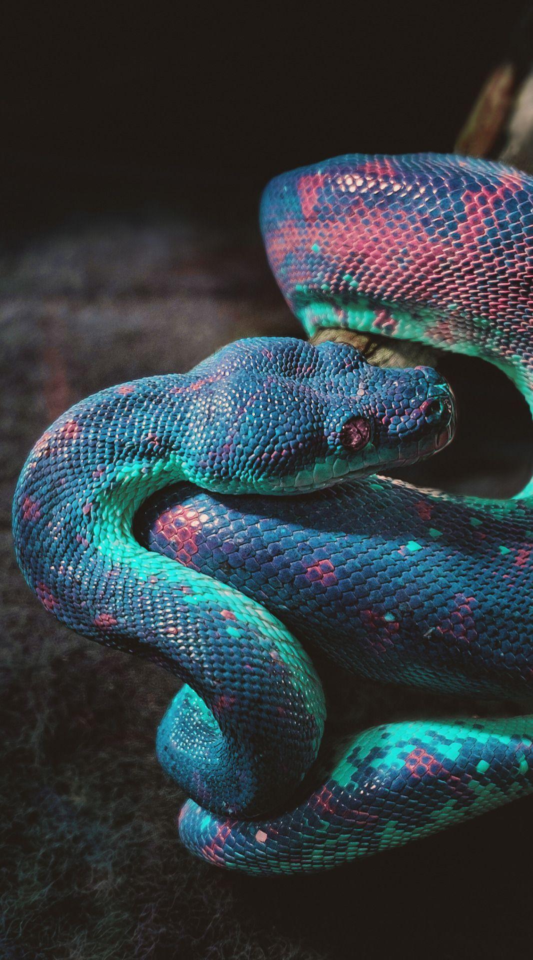 Download wallpaper 800x1200 snake color reptile iphone 4s4 for parallax  hd background
