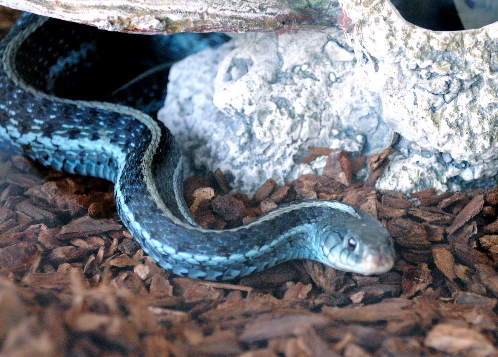 1600x1146 HD Wallpaper: HD Wallpaper of Blue Snake