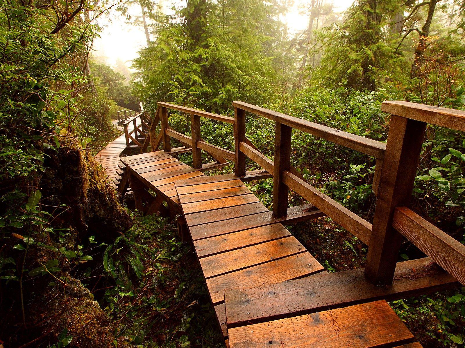 1600x1200 Wood Light Forest Boardwalk Nature Trees HD Wallpaper For Desktop