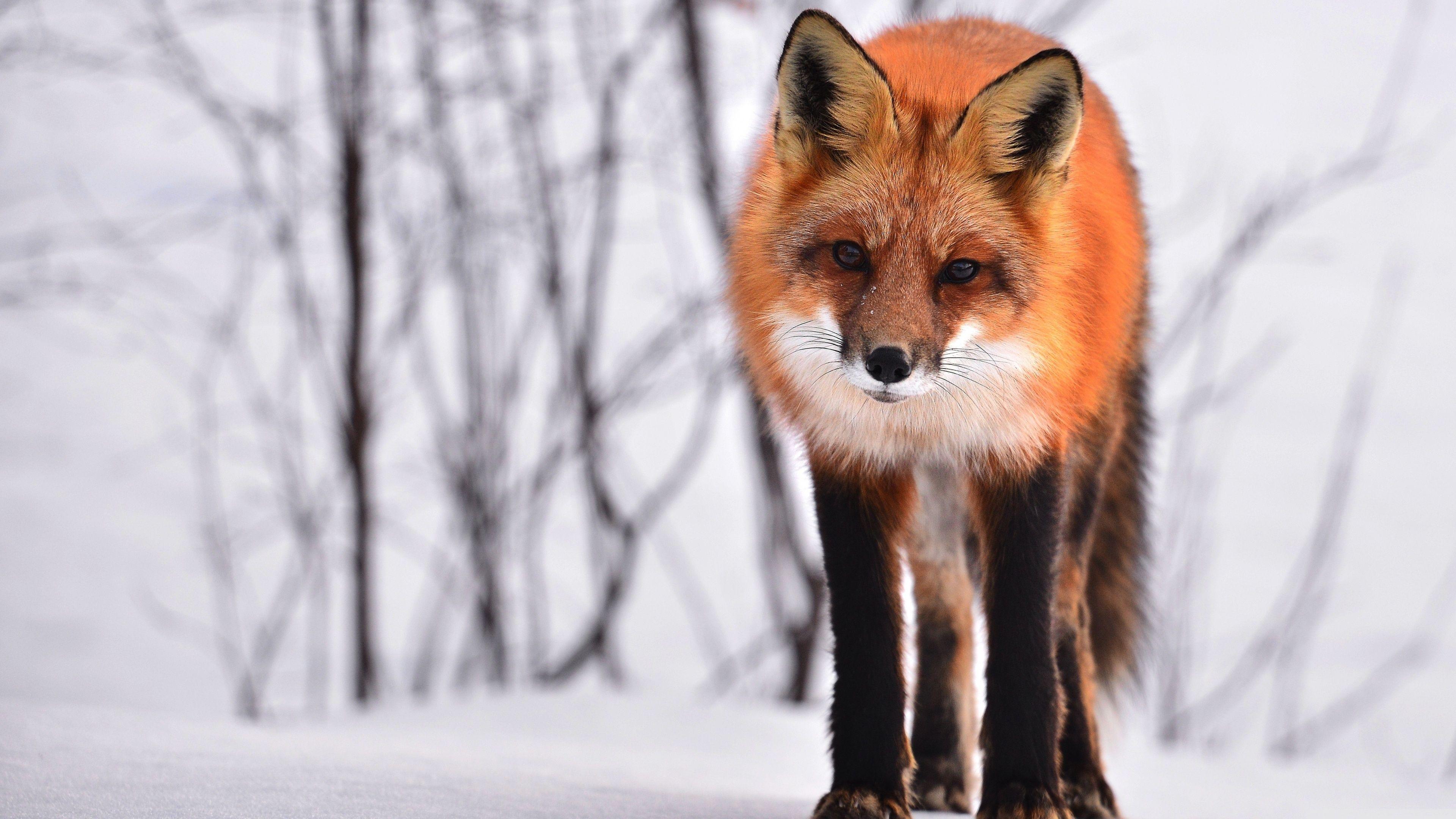 3840x2160 Fox Ultra HD Desktop Background Wallpaper for 4K UHD TV