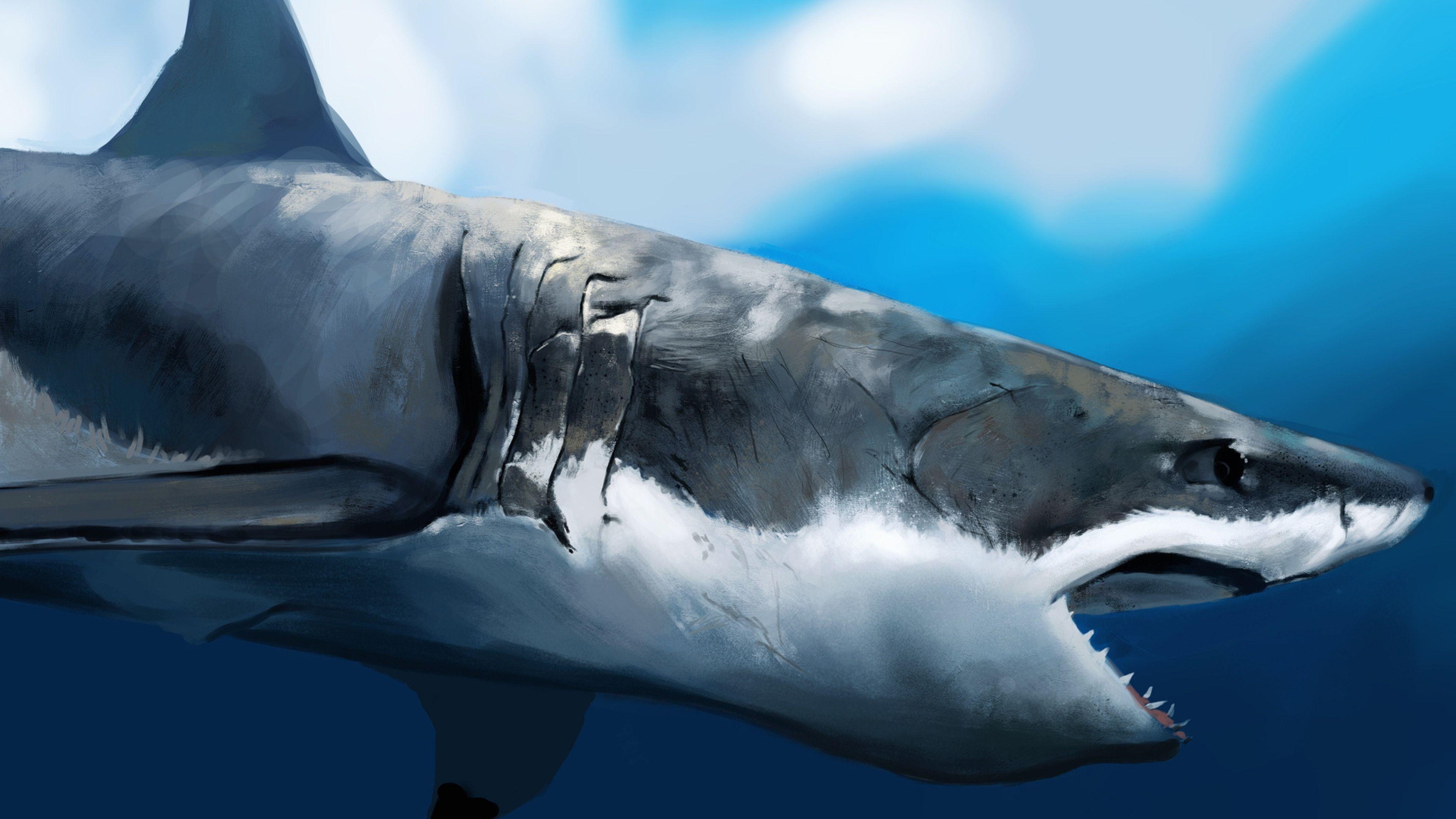 3840x2160 Great White Shark Hình nền HD