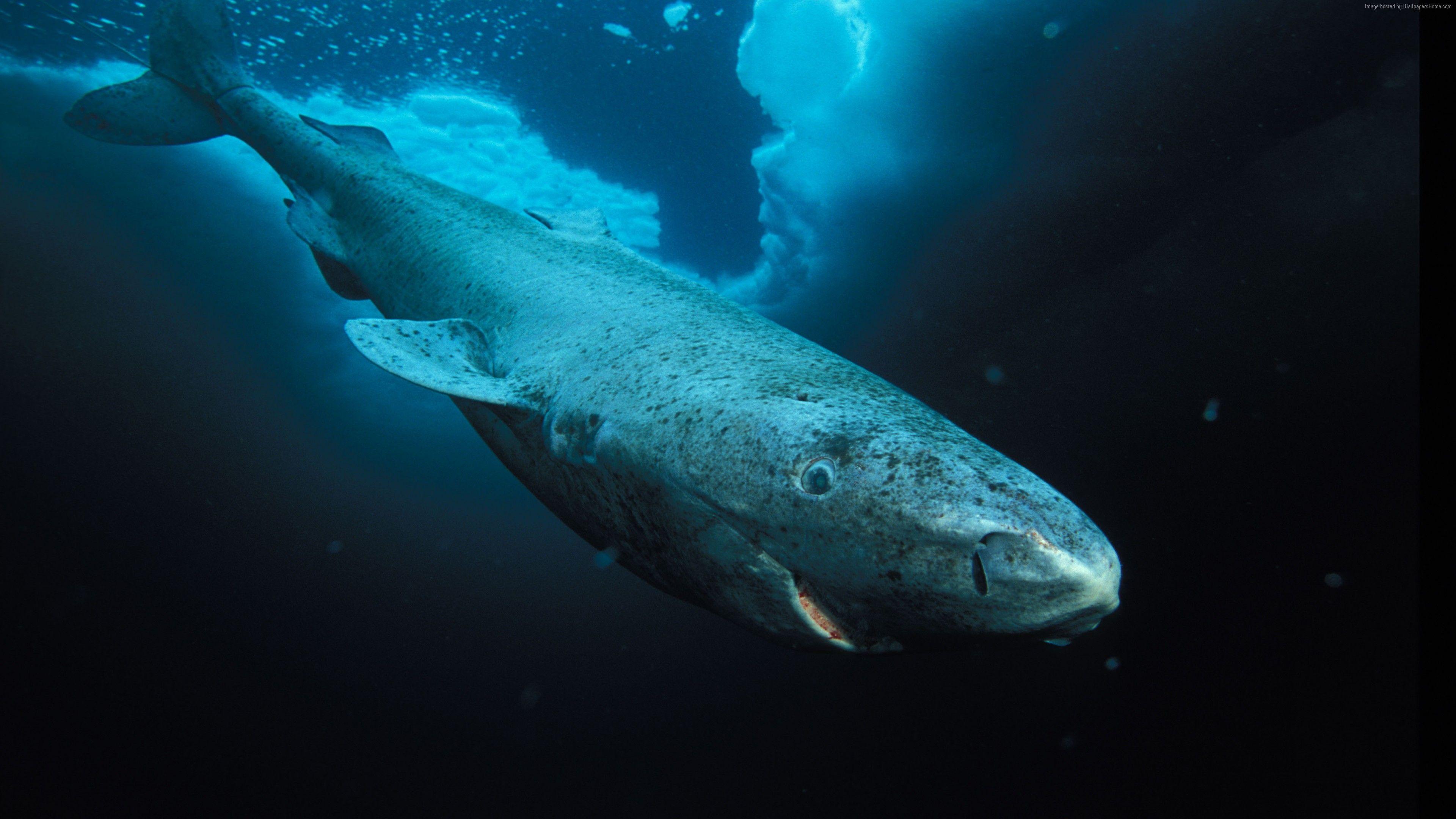 3840x2160 Hình nền 4k Greenland Shark Hudson Bay Labrador Diving Tourism