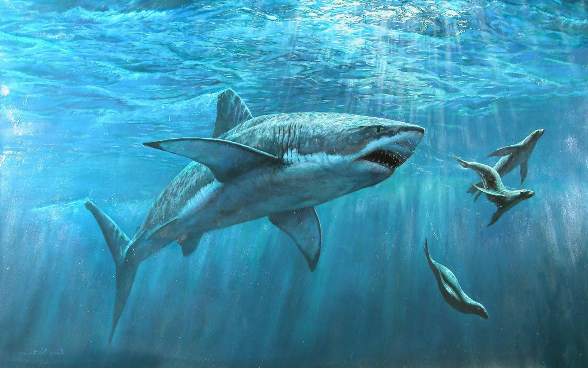 Hình nền Cá mập trắng lớn 1920x1200